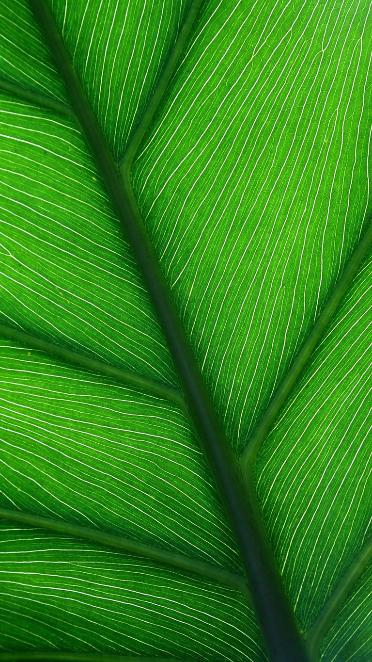 Green leaf close up. Source: freewhd.com